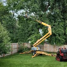 Best Lawn Maintenance Plans  in Santa Rosa, TX