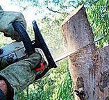 Best Firewood Processing and Delivery  in Santa Rosa, TX