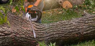 Best Tree Maintenance Programs  in Santa Rosa, TX