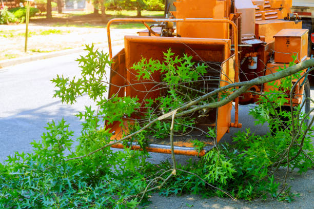 Best Lawn Grading and Leveling  in Santa Rosa, TX