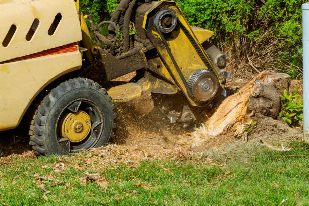 Best Aeration Services  in Santa Rosa, TX