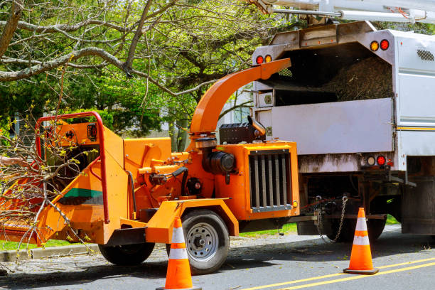 Best Emergency Tree Removal  in Santa Rosa, TX