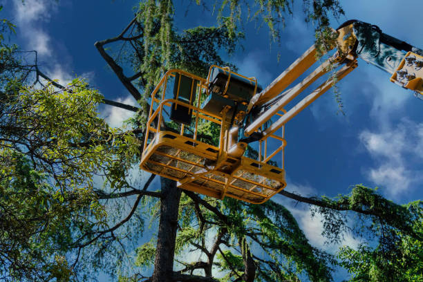 Best Root Management and Removal  in Santa Rosa, TX