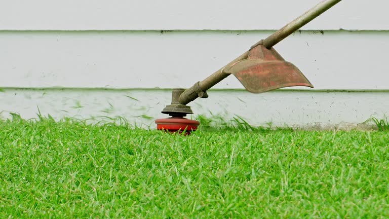 Best Tree Health Inspection  in Santa Rosa, TX