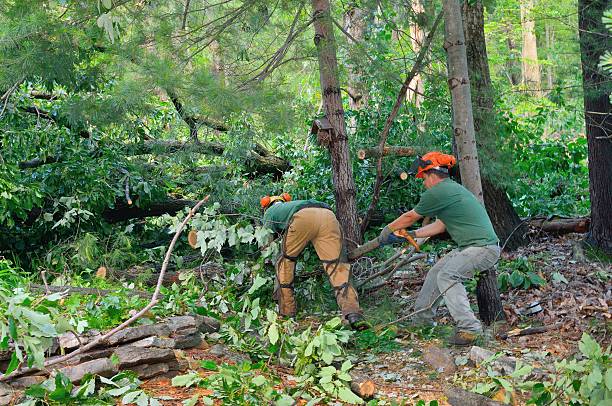 Best Arborist Consultation Services  in Santa Rosa, TX