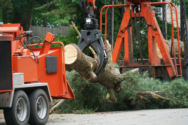 Best Leaf Removal  in Santa Rosa, TX