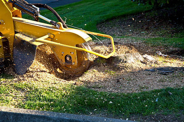 Best Soil Testing and Treatment  in Santa Rosa, TX