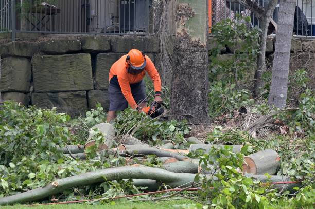 Best Commercial Tree Services  in Santa Rosa, TX