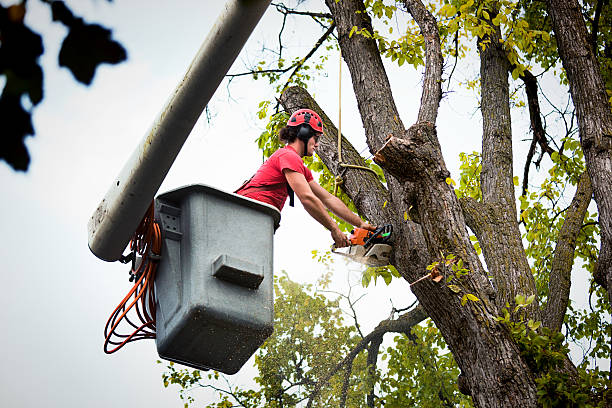 Best Tree and Shrub Care  in Santa Rosa, TX