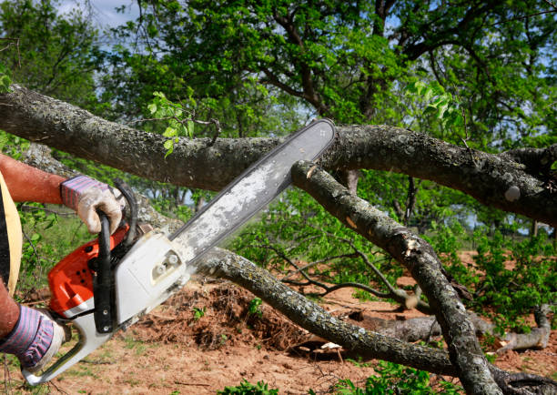 How Our Tree Care Process Works  in  Santa Rosa, TX