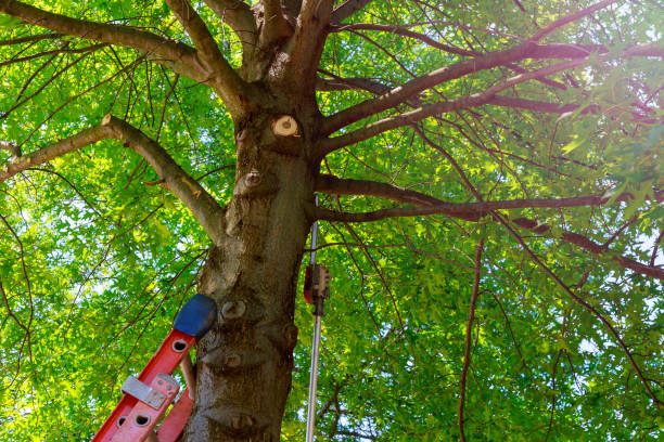 Best Tree Risk Assessment  in Santa Rosa, TX